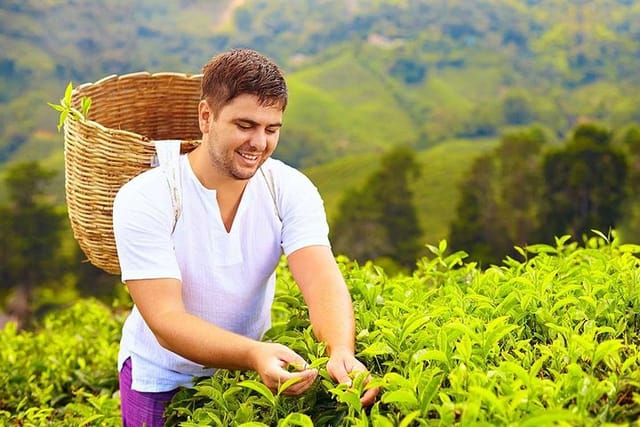 Tea Plucking