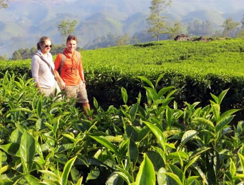 Sri Lanka's Tea Estates