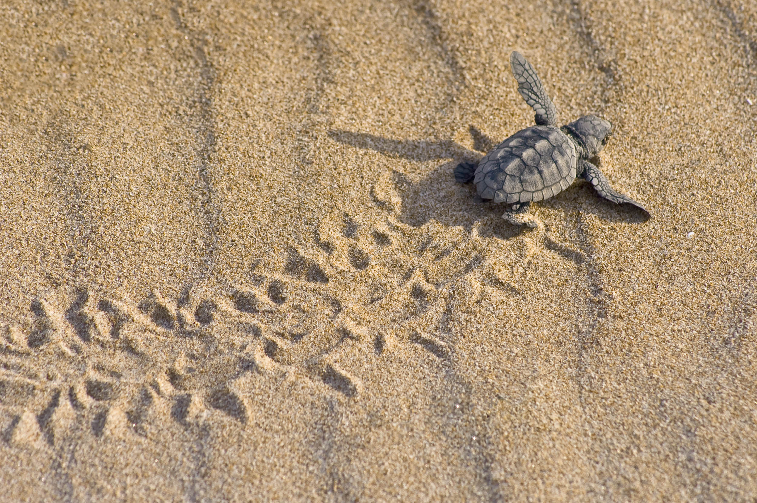 Turtle Hatchery, Kosgoda