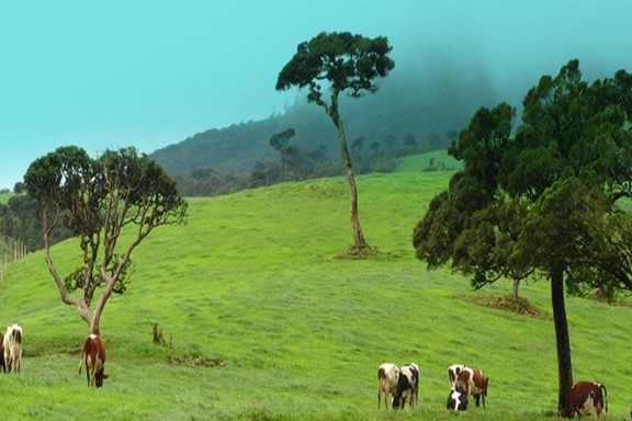 Ambewala Farm