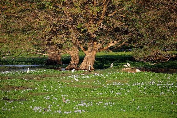 Anawilundawa Wetlands