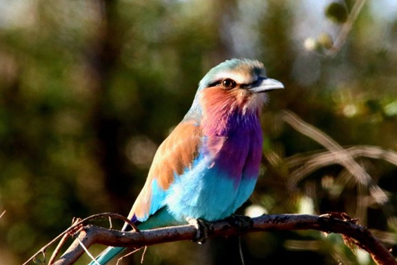 Bird Watching In Jaffna