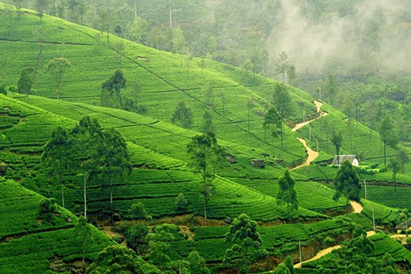 Explore the Serene Beauty of Kandy Tea Hills on an Enchanting Trek