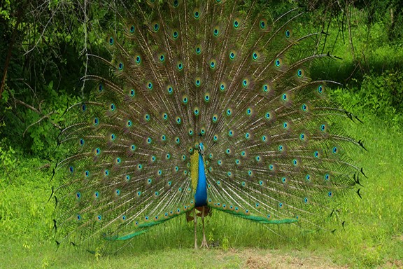 Kumana Bird Sanctuary