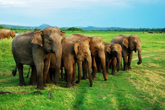 Exploring Minneriya National Park