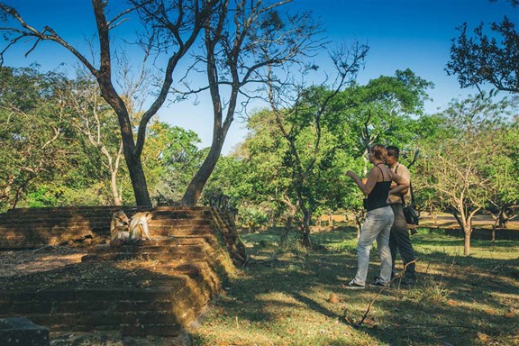 The Monkey Kingdom Of Polonnaruwa