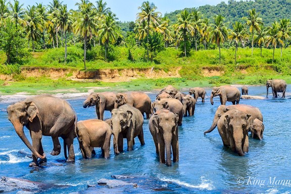 Pinnawala Elephant Orphanage