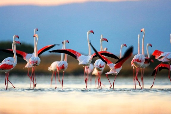 Bird Watching In Mannar Islands