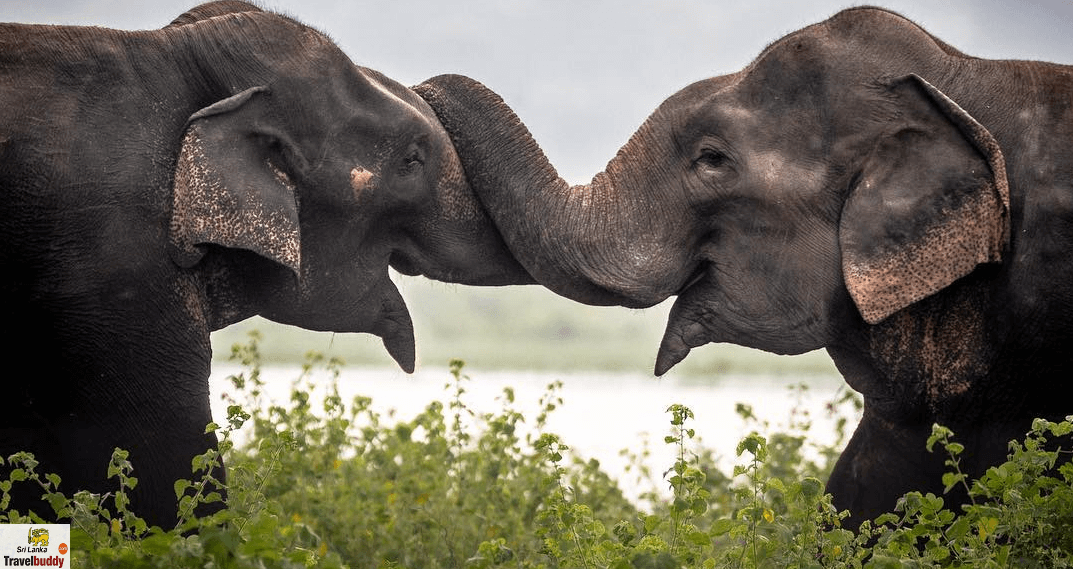 Yala National Park safari