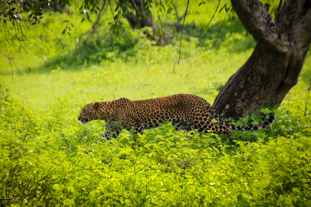 Explore the Charm of Sri Lanka