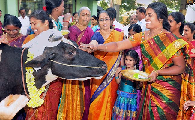 thai pongal