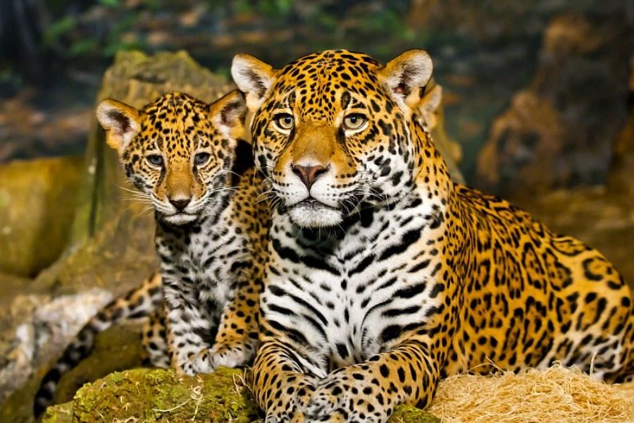 Wildlife