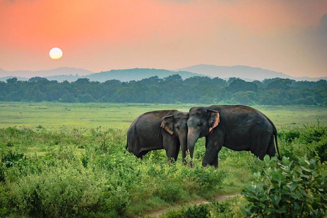 Embark on an Adventure: Exploring Sri Lanka's Diverse Wildlife Reserves