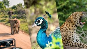 Asia's Emerald Isle, Your Ultimate Wildlife Adventure Starts Here