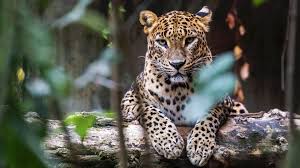 Top Wildlife Reserves in Sri Lanka: A Comprehensive Guide